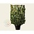 Euonymus japonicus - In rek 110x160 cm