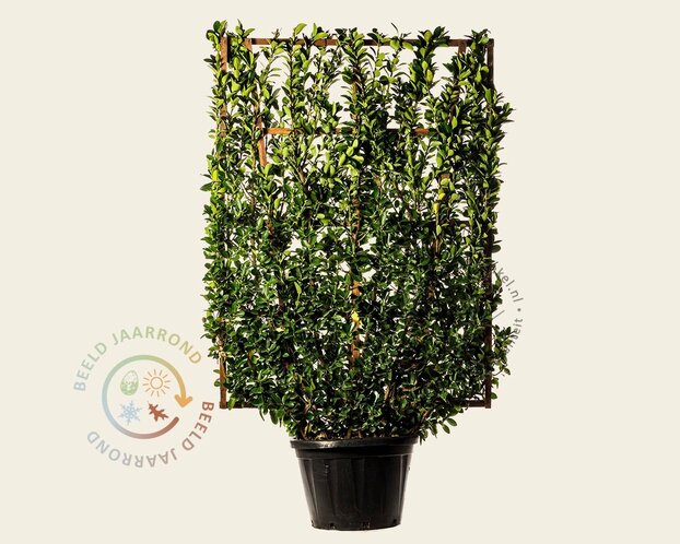 Euonymus japonicus - In rek 110x160 cm