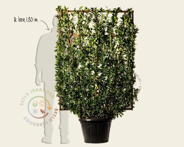 Euonymus japonicus - In rek 110x160 cm