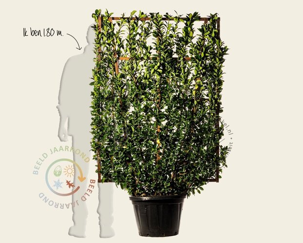 Euonymus japonicus - In rek 110x160 cm