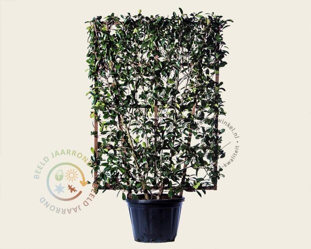 Photinia fraseri 'Red Robin' - In rek 110x160 cm