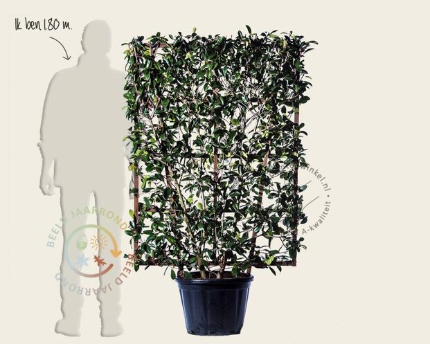 Photinia fraseri 'Red Robin' - In rek 110x160 cm