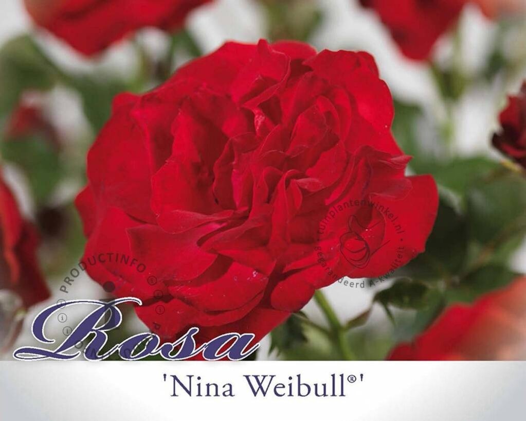 Rosa 'Nina Weibull' op stam