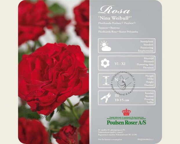 Rosa 'Nina Weibull' op stam