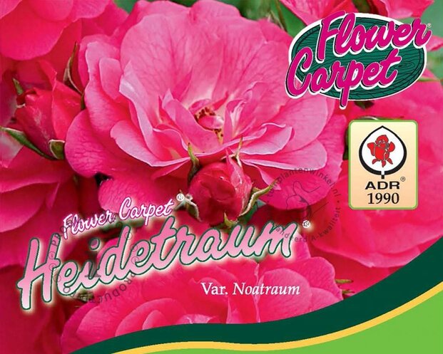 Rosa Flower Carpet 'Heidetraum' - op stam