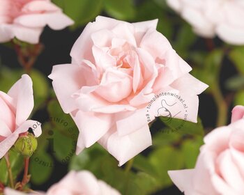 Rosa 'New Dawn' - op stam