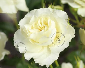 Rosa 'White Meilove' - op stam