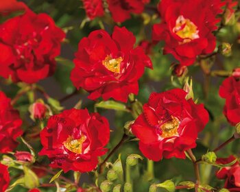 Rosa 'Rambling Rosie' - op stam