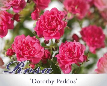 Rosa 'Dorothy Perkins' - op stam image