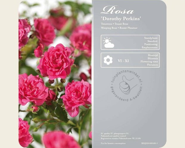 Rosa 'Dorothy Perkins' - op stam