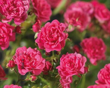 Rosa 'Lovely Fairy' - op stam
