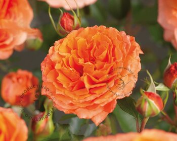 Rosa 'Orange Meilove' - op stam