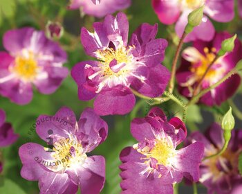 Rosa 'Veilchenblau' - op stam