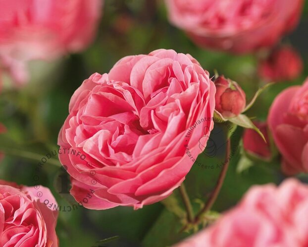 Rosa 'Leonardo da Vinci' - op stam