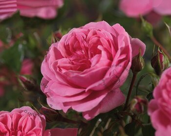 Rosa 'Berleburg' - op stam