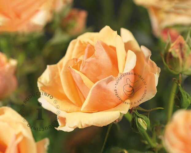 Rosa 'Olympic Palace' - op stam