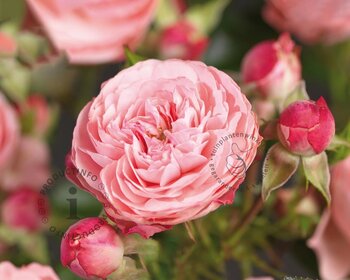 Rosa 'Rose Meilove' - op stam