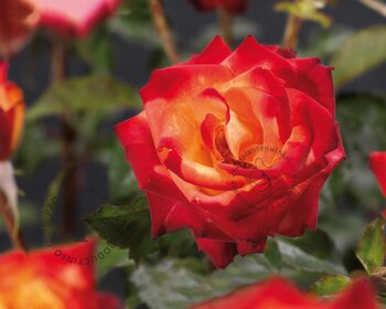 Rosa 'Mein München' - op stam