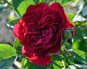 Rosa 'Red Romanza' - op stam