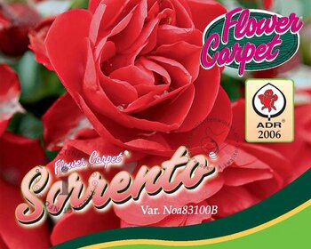 Rosa Flower Carpet 'Sorrento' - op stam