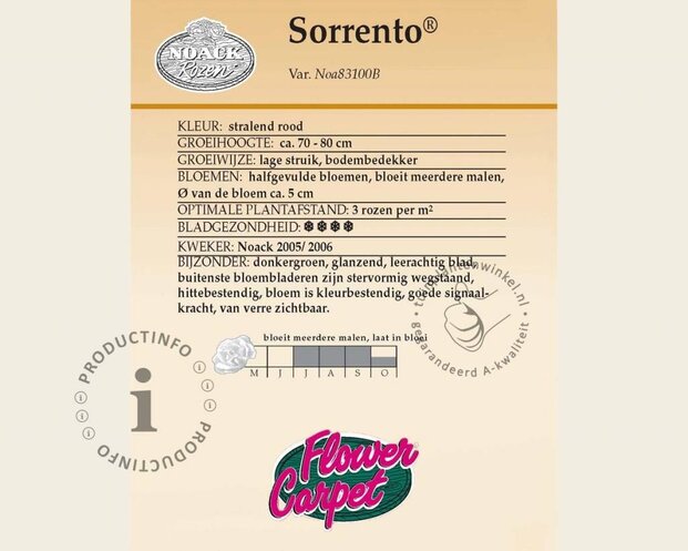 Rosa Flower Carpet 'Sorrento' - op stam