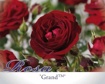 Rosa 'Grand Palace' - op stam