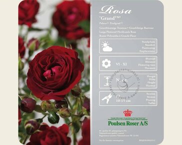 Rosa 'Grand Palace' - op stam