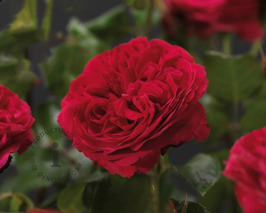 Rosa 'Red Leonardo da Vinci' - op stam