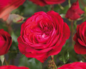 Rosa 'Red Meilove' - op stam