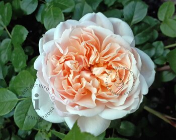 Rosa 'Garden of Roses' - op stam