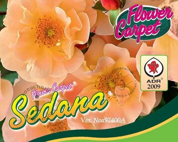 Rosa Flower Carpet 'Sedana' - op stam image