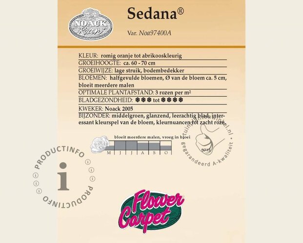 Rosa Flower Carpet 'Sedana' - op stam