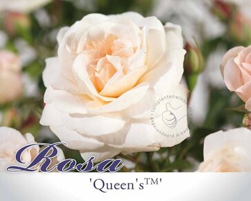 Rosa 'Queen's Palace' - op stam