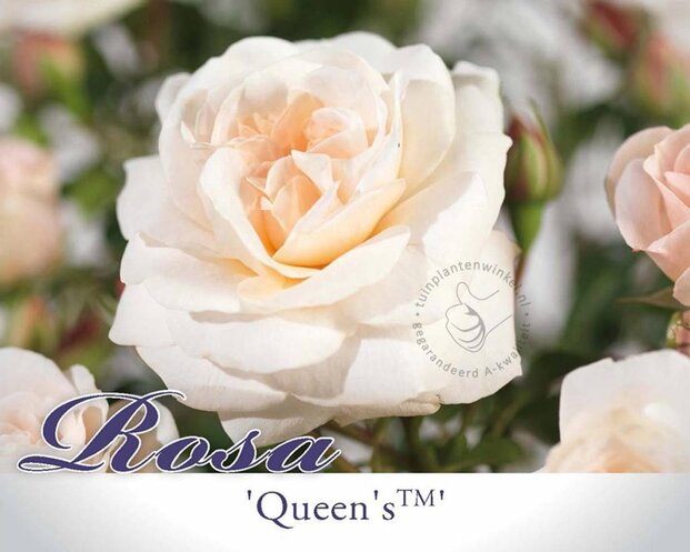 Rosa 'Queen's Palace' - op stam