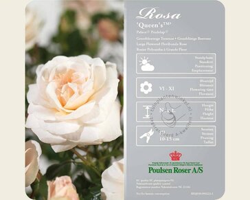 Rosa 'Queen's Palace' - op stam