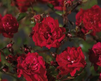 Rosa 'Fairy Queen' - op stam