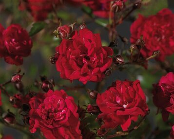 Rosa 'Fairy Queen' - op stam image