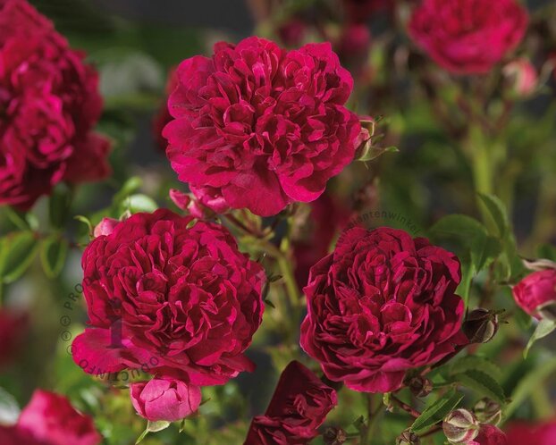 Rosa 'Excelsa' - op stam