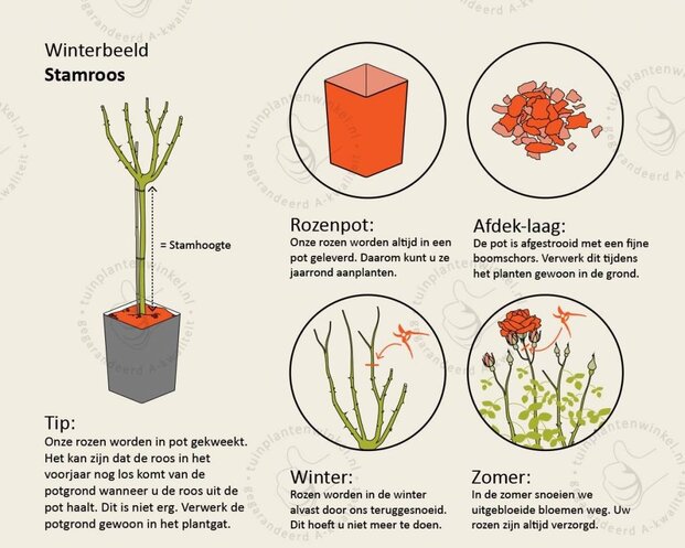 Rosa 'Excelsa' - op stam