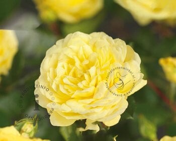 Rosa 'Yellow Meilove' - op stam