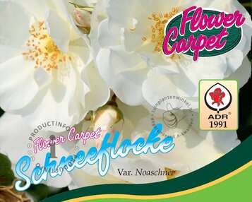 Rosa Flower Carpet 'Schneeflocke' - op stam image