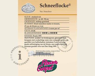 Rosa Flower Carpet 'Schneeflocke' - op stam