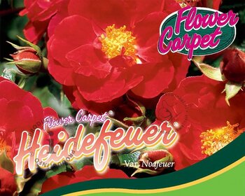 Rosa Flower Carpet 'Heidefeuer' - op stam