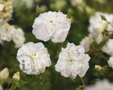 Rosa 'White Dorothy' - op stam