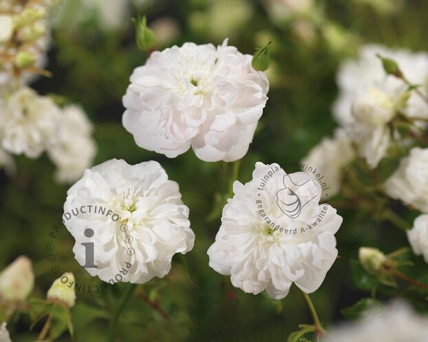 Rosa 'White Dorothy' - op stam