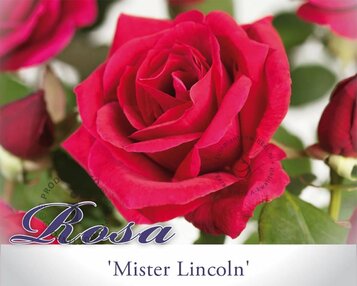 Rosa 'Mister Lincoln' image