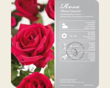 Rosa 'Mister Lincoln'