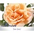 Rosa 'Just Joey'