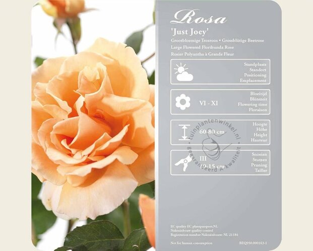 Rosa 'Just Joey'