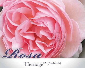 Rosa 'Heritage'